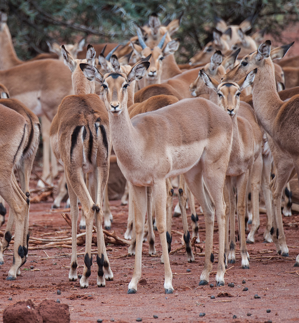 Madikwe Game Reserve Impala Females
